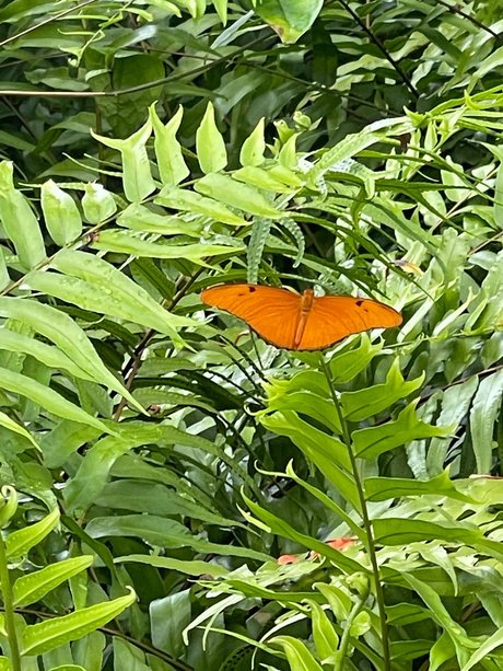 Frescia erotic pornstar pic