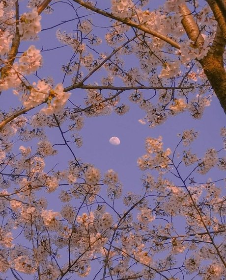 bambi pornographic model pics