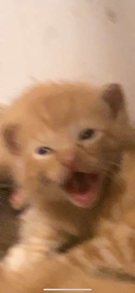 Isaac Gonzalez naked pornstar pictures