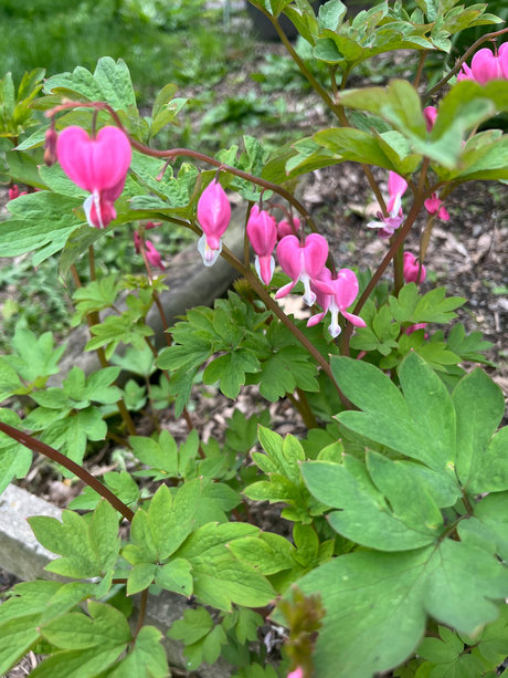 Blonde Hippy Chick star adult images