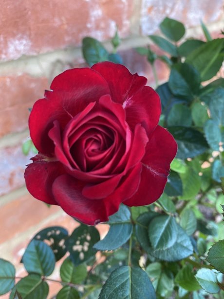 Gardeningtips exclusive model galleries