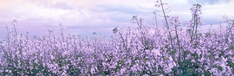 mimichuu adult model pics