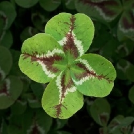 Gyth top model archive