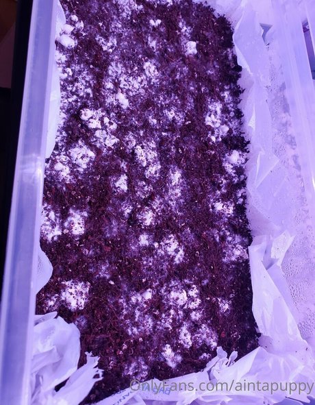 Aintapuppy exclusive actress pics