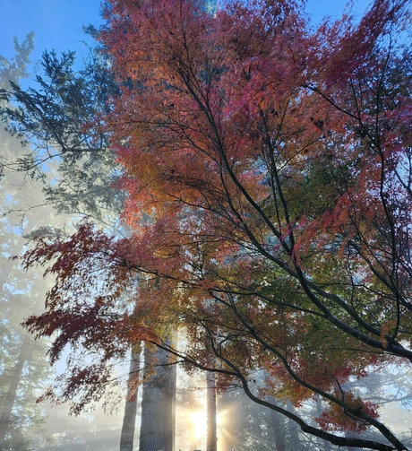 xevbellringer69 naked star photo