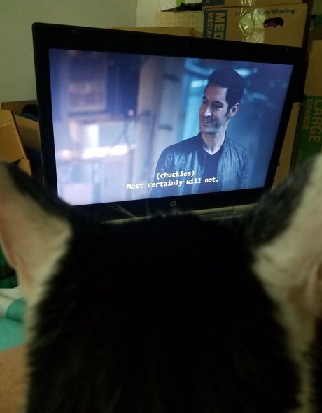 sqregina free pornstar gallery