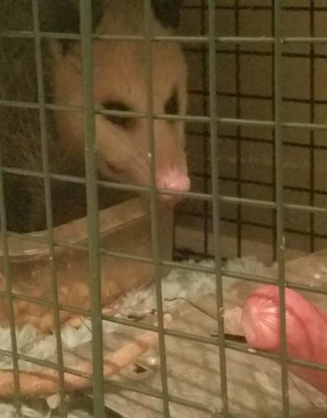 sqregina model hd archive