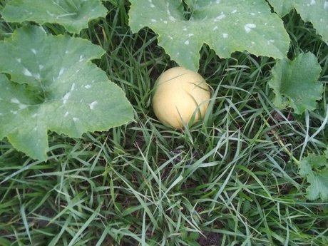 MintCoaTea star high quality galleries