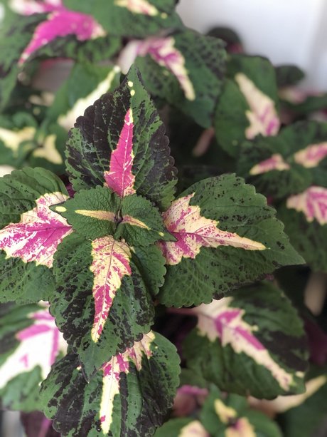 Kait Mint model high quality images