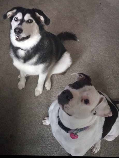 Karah star xxx galleries