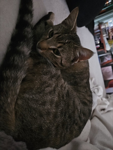 _Auntie Carrie_ star pornographic image