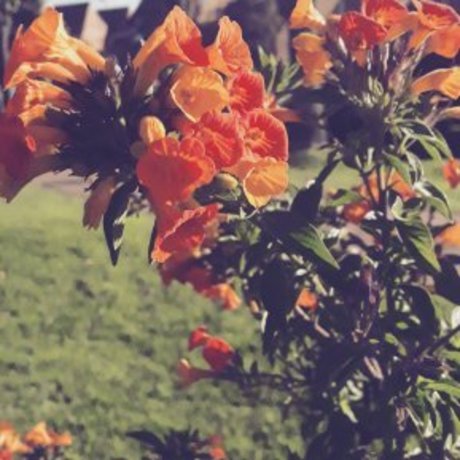 Ana Ann model pornographic pics