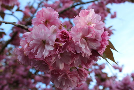 Your local punk_ star best picture