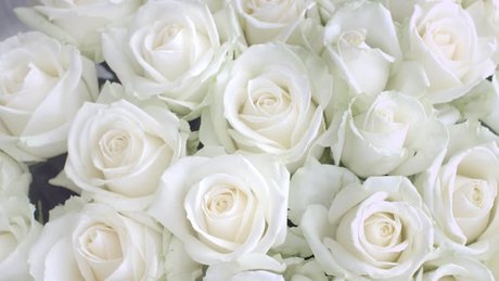 Jessicarose freex exclusive star photo