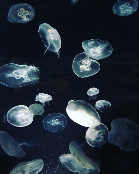 Miss Asian Kate star naked gallery