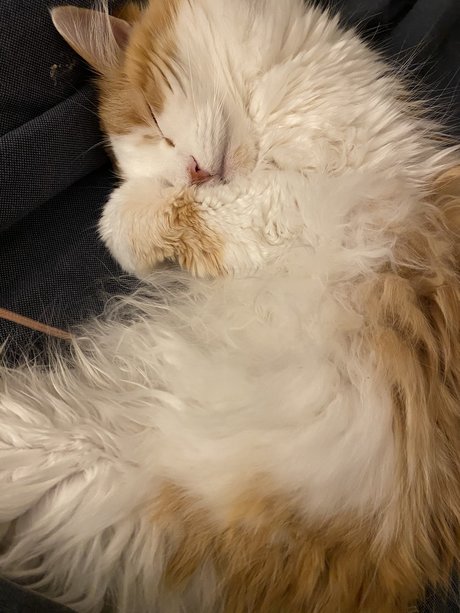 Mitzi model sexy img