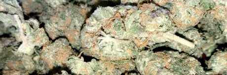 moneychaser517 pornstar exclusive pics