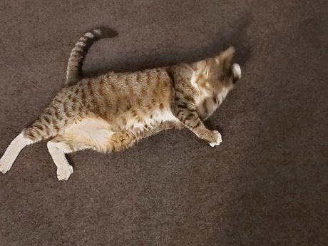 Hectorchavez xxx pornstar image