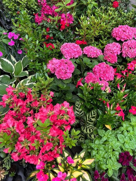 Mr CreamZ hd star picture