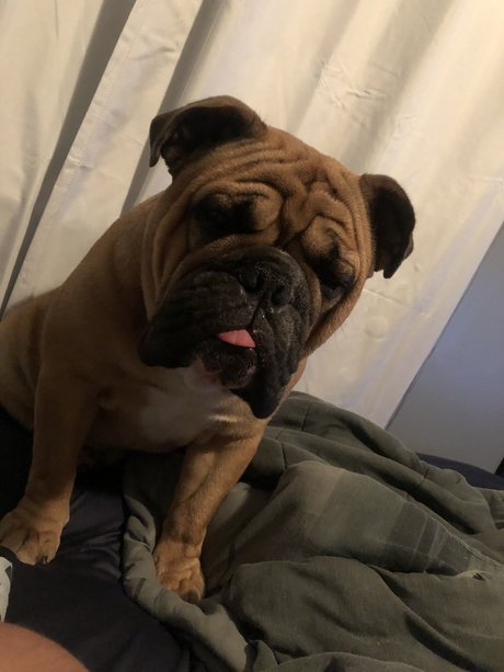 Patrick Bateman pornstar exclusive archive