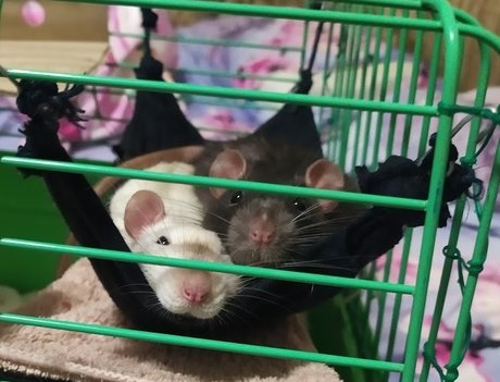 Mr Fufu Duduch amp amp Mr Churchill rats_ top model galleries