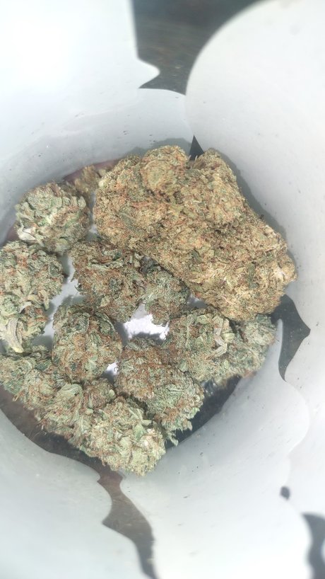 Mr Traditional model adult image