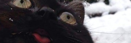 mrkittymeyers high quality pornstar pic