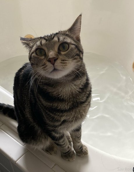 savanahroses model nude gallery