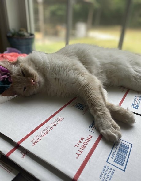 savanahroses star perfect photo