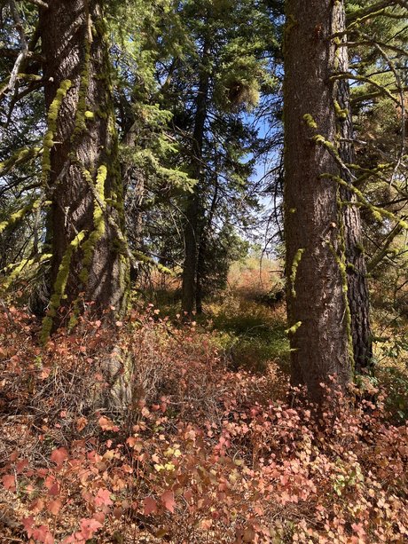 Harper the Fox star nice galleries