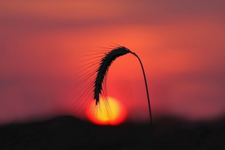 FloriS top pornstar images