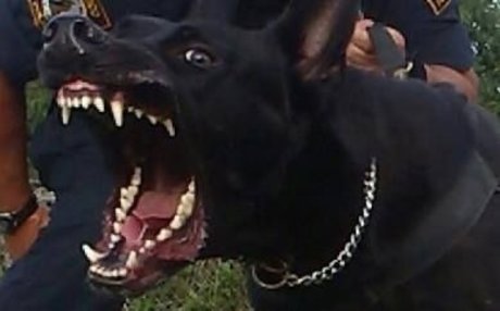 ace nude actress img