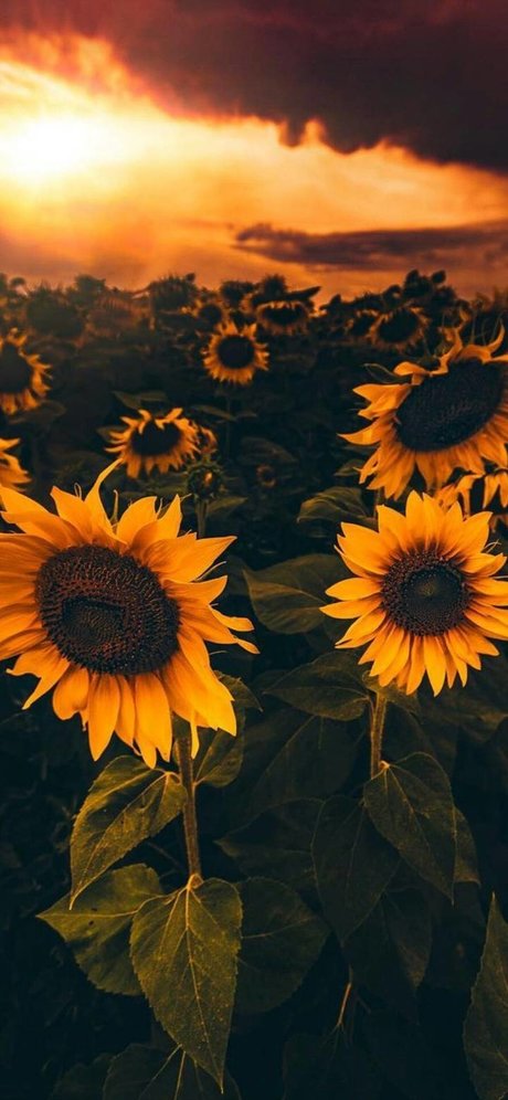 Sunflower Sl t model pornographic archive