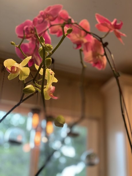 Dominic 8_ star adult gallery