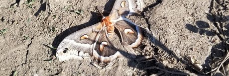 big tiddy boo model erotic photos