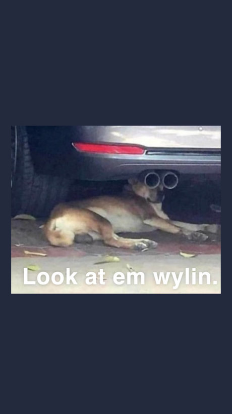 dacasablanca nice pornstar photos