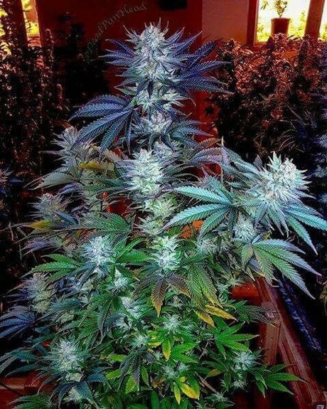 Tmoore33 exclusive pornstar gallery