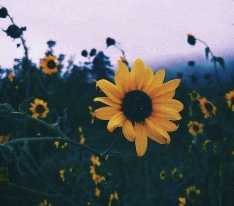 A FreeWoman Ashley Duralia model top img