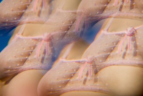 Dafne Fairy actress gallery