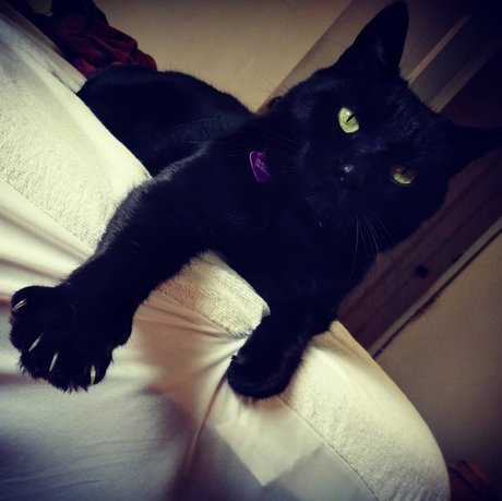 NekOwO star exclusive pic