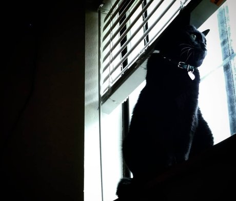 NekOwO star adult pictures