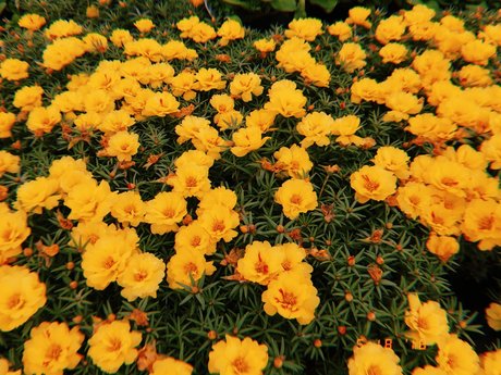 Nicole Kaye model nudes pics