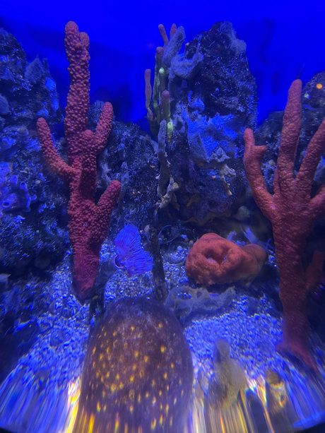 Alana Saint adult model pic