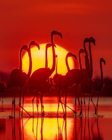 Nike Roses model pretty image