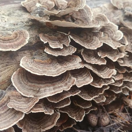 Joanna Banana free actress pictures