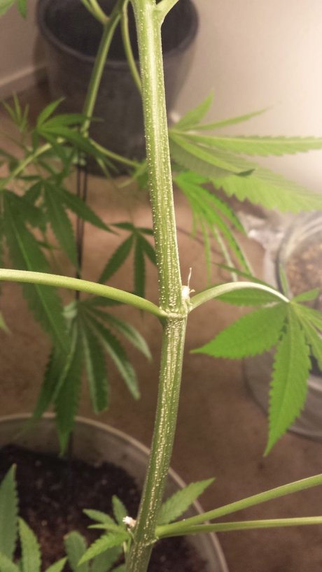 Yesplease nudes model galleries