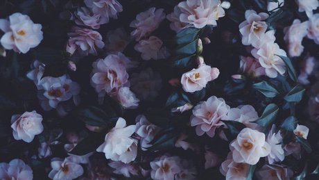 NinaLifeOf pornstar erotic photo