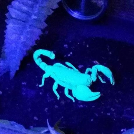 BennyS sex pornstar galleries