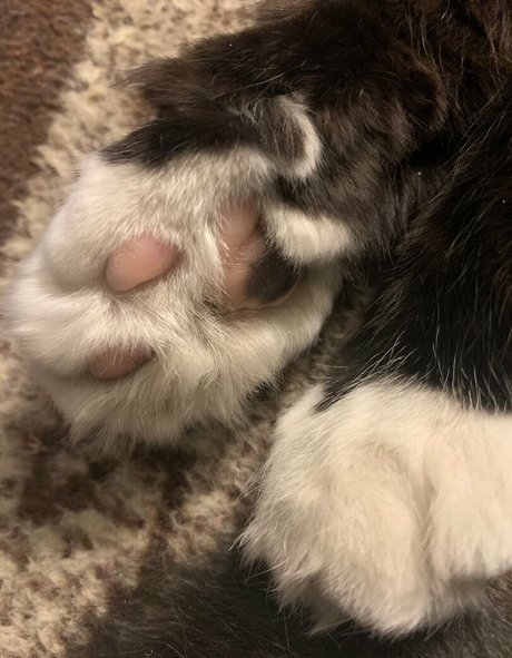 ofudgebunni actress archive