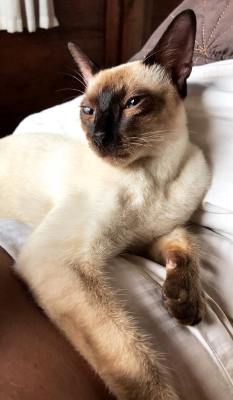 bexiewilliams nice model photos